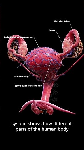 How the Female Reproductive System Works |