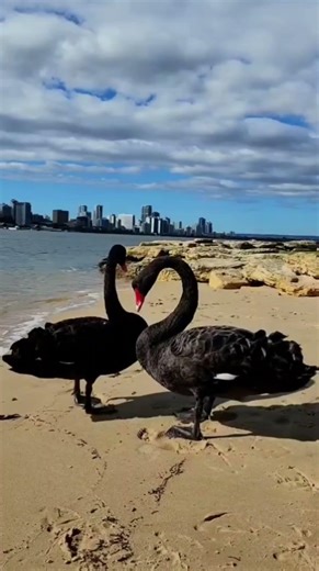 Black Swans on South Perth Beach Stunning Australia Wildlife | Black Swans Walking on Beach