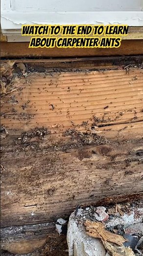 How to identify and remove carpenter ants #diy #construction #carpenterants #pestcontrol #bluecollar