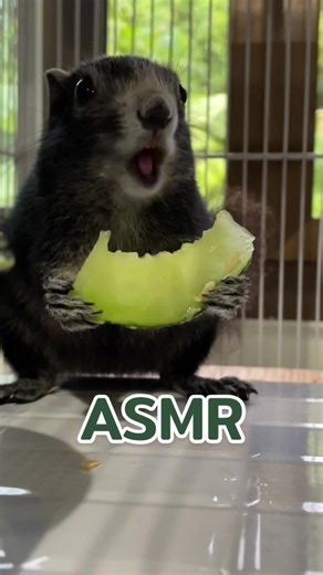 ASMR ORGANIC MELON 🍈💚 #organicmelon #Mayday #หมีเดย์ #เมย์เดย์น้องสาวพี่มั้นส์ #กระรอก #squirrel