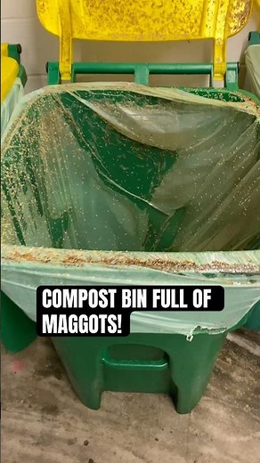 Maggots Everywhere in This Compost Bin