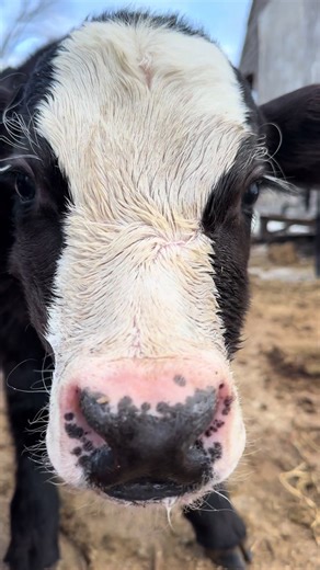 Divas of the Farm: Celebrating Women in Agriculture