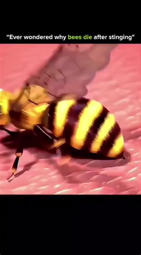 ANYTHING EXPLAINED on Instagram: "Bees are some of nature’s most dedicated defenders—and their final act is one of the most fascinating sacrifices in the insect world. Here’s the science behind why a bee’s sting becomes its last mission: • Honeybees have barbed stingers, designed to hook into the skin of mammals. • When they fly away, the stinger gets stuck, tearing out part of their abdomen. • This includes the venom sac & digestive tissues, causing fatal injury. • The stinger continues pumping