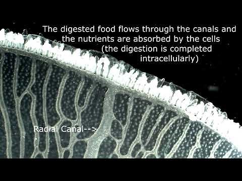 Moon Jellyfish Feeding and Digestive Canals