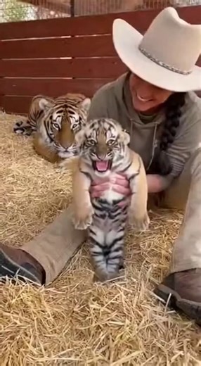 Can you handle this much cuteness?Wait for the yawn!Description: Look at those paws! Justa little tiger cub living its best life and stealing hearts. Honestly, I could watch this on loop all day. Who else needs a "pawsitive" break today