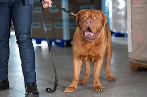Five Dogues de Bordeaux Star in "Turner & Hooch" Series