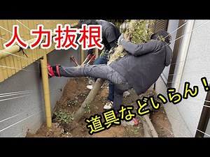 【spirit】pull out roots by hand alone【root】