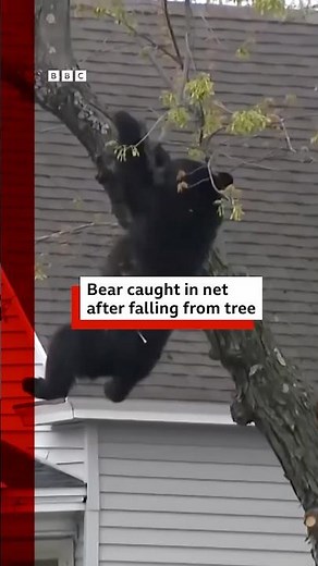 Black bear caught after falling from tree. #BBCNews