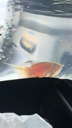 New fish Saturday? I may have a problem 🤣. Paradise fish and boesemani rainbow fish . . #aquarium #newfish #plantedaquarium #aquariumhobby #aquariumhobbyist