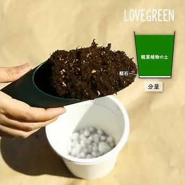 コーヒーの木の植え替え - LOVEGREENチャンネル