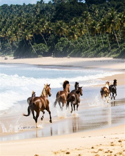 Galloping through the waves, chasing the wind, living wild and free. 🌊🐎 #AdventureAwaits #WildSpirits #OceanVibes #fblifestyle #NatureMagic #Freedom #BeachVibes #HorsesOfInstagram #Wanderlust | Stable Express