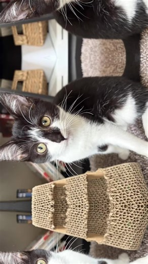 Molly is the ultimate chill girl! She loves to sleep and snuggle but will get playful at times! She is so so soft and is the cutest kitty! She is waiting for her forever home! Apply to meet her at Michele’s Rescue today! #cat #catsoftiktok #catlover #adoptme #michelesrescue