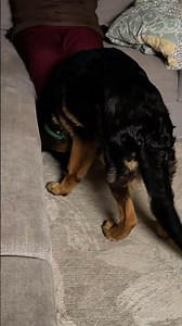 Kal Does Not Approve of Mom Going to Work 😂🐾