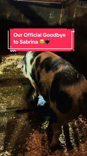 See ya later Sabrina. Thank you for feeding my family after we fed you all winter 🖤 #realityoffarmlife #livestock #butchershop #farmlife