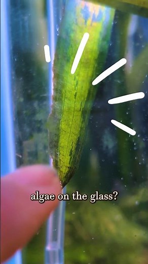 Algae On Glass | Easy Removal Tutorial