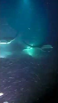 Manta Rays: The Ocean’s Graceful Filter Feeders!