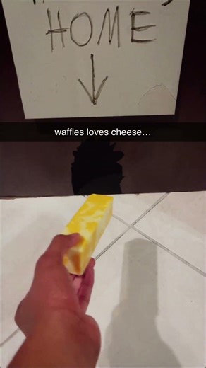 This Pet Literally Abandons Everything for Cheese #shorts #petlife