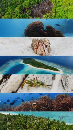 Ahmed Jailam on Instagram: "Kudamuraidhoo, Northern Maldives. An island shaped by time, not intervention. Coastal Ironwood and Tournefortia trace the remnants of a former mangrove system, while intact reef structures—Staghorn, Brain, and Finger corals—support a complex marine ecosystem below. Reef fish assemblages, benthic life, and a submerged tugboat now function as part of a living reef network. This is a baseline. A reference point for understanding resilience, biodiversity, and change in th