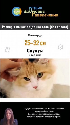 Скукум — Самая Кудрявая Кошка в Мире! 🐱✨ Удивительная Редкая Порода | Skookum cat