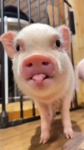 Smart pig be like... solving problems #animals #shorts