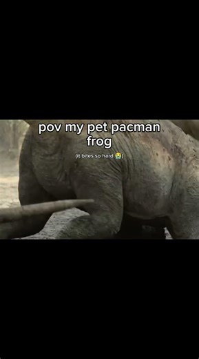 my pet frog#belzebufo#fypシ #viral #memes