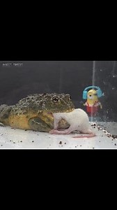 A huge frog catches and eats a mouse. | Insect Forest