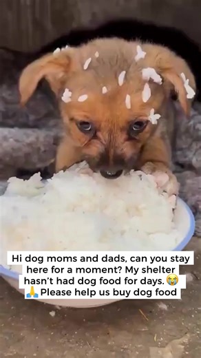 In just a few seconds, you can change the future of an animal who has already suffered enough. Want to know how?👇 Our shelter cares for more than 40 rescued dogs, souls who arrived starving, abandoned, frightened, and needing urgent medical care. Every single day, we fight to give them safety, food, and a real chance at life again. But today, our resources have reached the limit. We don’t receive government support. Every meal, every treatment, every second chance exists only because compassion