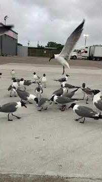 Feeding Laughing Gulls tuna in Galveston, Texas. They emptied the can in three minutes.