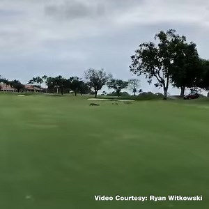 GEESE VS GATOR: A group of brave geese chased down and honked at a gator on a Palm Beach golf course! #OnlyInFlorida 😂🦆🐊 STORY: https://bit.ly/2rtYf2L | FOX 35 Orlando