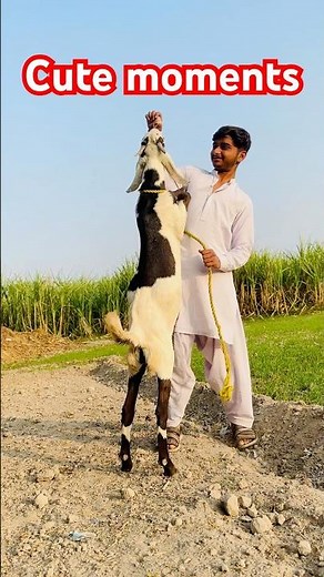 Goat and Owner Friendship ❤️ #shorts