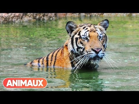 [DOCU] Les animaux et le sacré: la Thaïlande - Animaux
