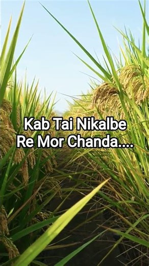 Mor Chanda/ Kab Tai Nikalbe Re Mor Chanda Cg Song/ Cg Song