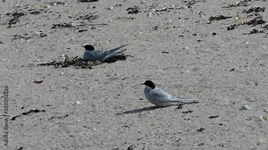 Arctic Terns (Sterna Paradisaea) with nest on the beach, Inner Farne, Farne Islands, Northumberland England