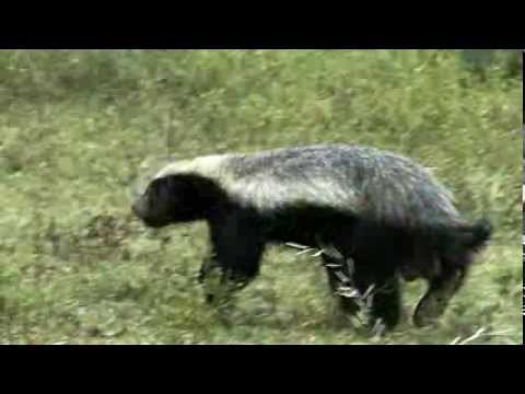 Honey Badger Battle