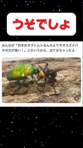 クワガタ相撲にまさかのオオスズメバチ参戦！？ #クワガタ #shortvideo #昆虫 #スズメバチ