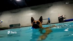All dogs do not innately know how to swim. According to Katie Oilschlager, owner of Think Pawsitive Dog Training, tragically, dogs can drown in bodies of water. The doggie paddle, or the flailing paws that keeps some dogs afloat, does not work for all breeds. The American Kennel Club says doggie swimming lessons as well as pairing your pet with another canine who already knows how to swim, can be beneficial for all breeds. | Inside Edition