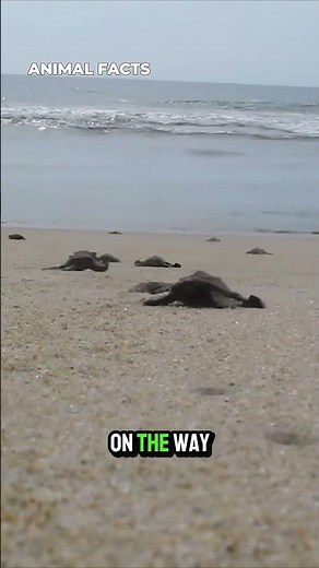 Baby Sea Turtles Race To The Ocean #seaturtles #animalfacts #oceananimals #wildlife #nature