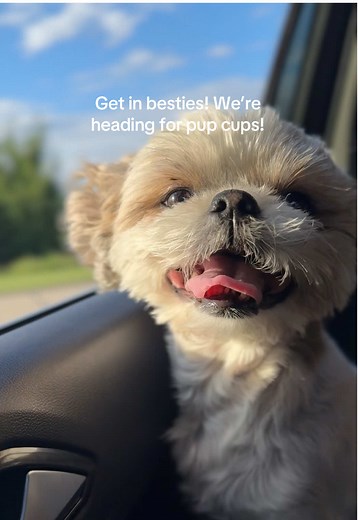 Come with me!#shihtzusoftiktok #shihtzu #dogsoftiktok #foryoupage #fyp