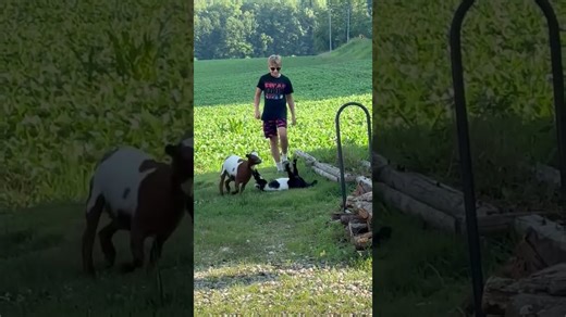 Have You Seen This? Fainting goat puts on convincing show