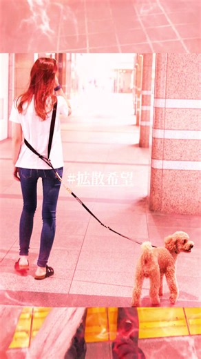 賢い犬を柏駅で拾いました ご飯いりませんお世話も必要ありません。里親募集中です #いじめではありません #ペットのいる暮らし #地雷系 #トイプードル #飼い主とペット