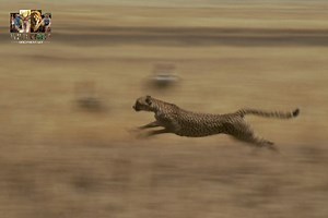 Close Encounters - [ हिन्दी डाक्यूमेंट्री ] Part 4 , #nature #animals #documentary #discovery #wildworlddocumentary | Wild World