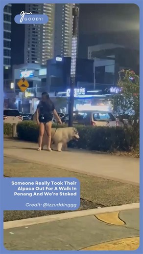 Just another normal day in Penang… until an alpaca casually walks past you 🦙😭 The way the owner is completely unfazed makes this even funnier. We’re all trying to process this unexpected crossover. Credit: @izzuddinggg Like what you’re seeing? Follow @goodymy_official for more! . . . 📌 All media rights belong to their respective owners. Thank you for being so understanding! #goodymy #giselleGMY #alpaca #pet | Goody Malaysia