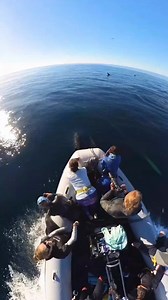 The Sea of Cortez, also known as the Gulf of California, stretches between mainland Mexico and the Baja California peninsula, boasting around 37 islands formed during periods of volcanic activity. 🌋 This stunning expanse of water is a haven for migratory species like the blue whale, whale shark, and humpback whale, alongside other awe-inspiring marine giants. Designated as a protected UNESCO World Heritage Site, numerous organizations are dedicated to its preservation. Teeming with life, the Se