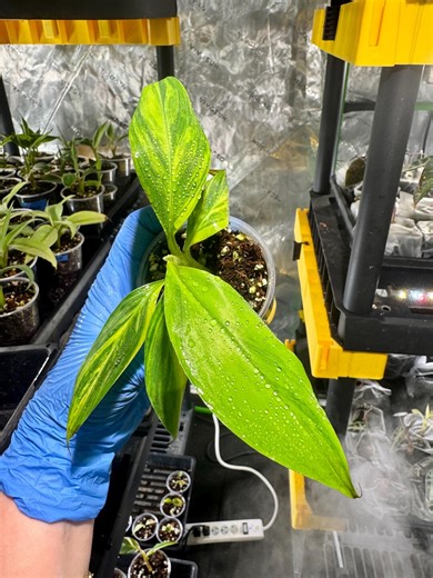 Musa Cavendish , Musa Variegated, Green With Yellow # 4 - Etsy