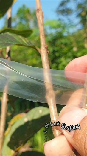 #sambungpucukjambu #cangkokjambu #graftingtreefruits #graftingsuccessfull #graftingtreeplants #topworking #gardening #grafting #guavaseedlings #reelsfb #farming #lombok #graftingtips #topworkingtechnique #graftingtutorial | Lombok Grafting