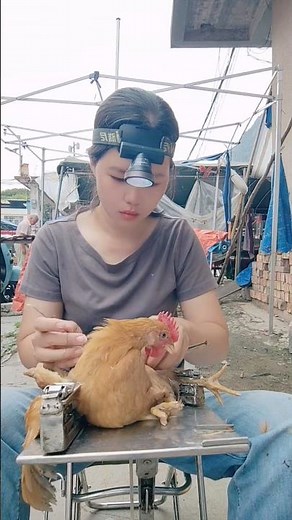 Caponization: The Ancient Art of Castrating Roosters for Tender Meat 👀