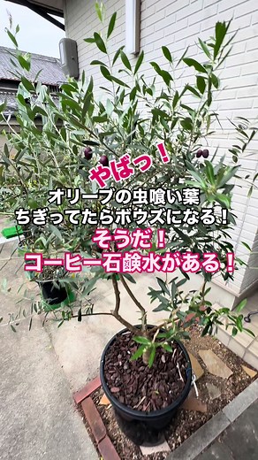 オリーブの害虫対策方法まとめ！コーヒー石鹸水の効果と作り方