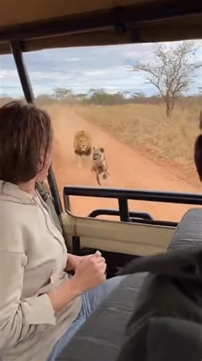 Animals Rebellion on Instagram: "Frustrated lion lets his frustration out!"