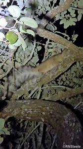 27K views · 395 reactions | The elusive and rarely seen, Ring-tailed Cat. #rareandbeautiful #raresight #wildlifeprotection | The Copperhead Den | Facebook