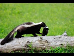 What Should You do if a Skunk is Under Your Shed?